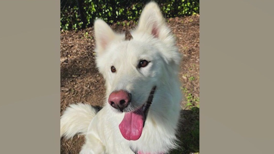 Meet Aurora: Our Pet of the Day