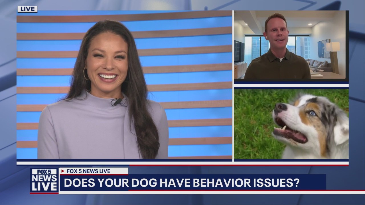 When to get professional dog training