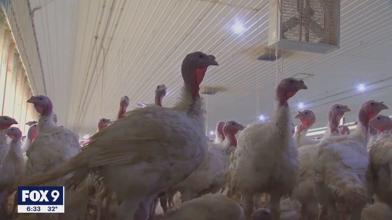 Lawmakers rush $1 million to governor in Minnesota bird flu fight | FOX ...