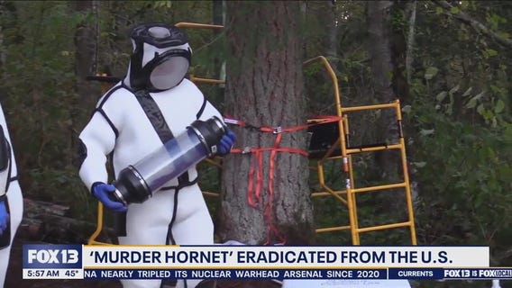 Invasive murder hornets successfully eradicated from WA