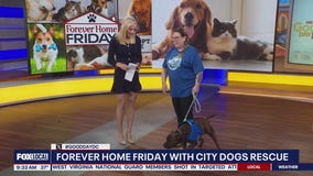 Forever Home Friday with City Dogs and City Kitties