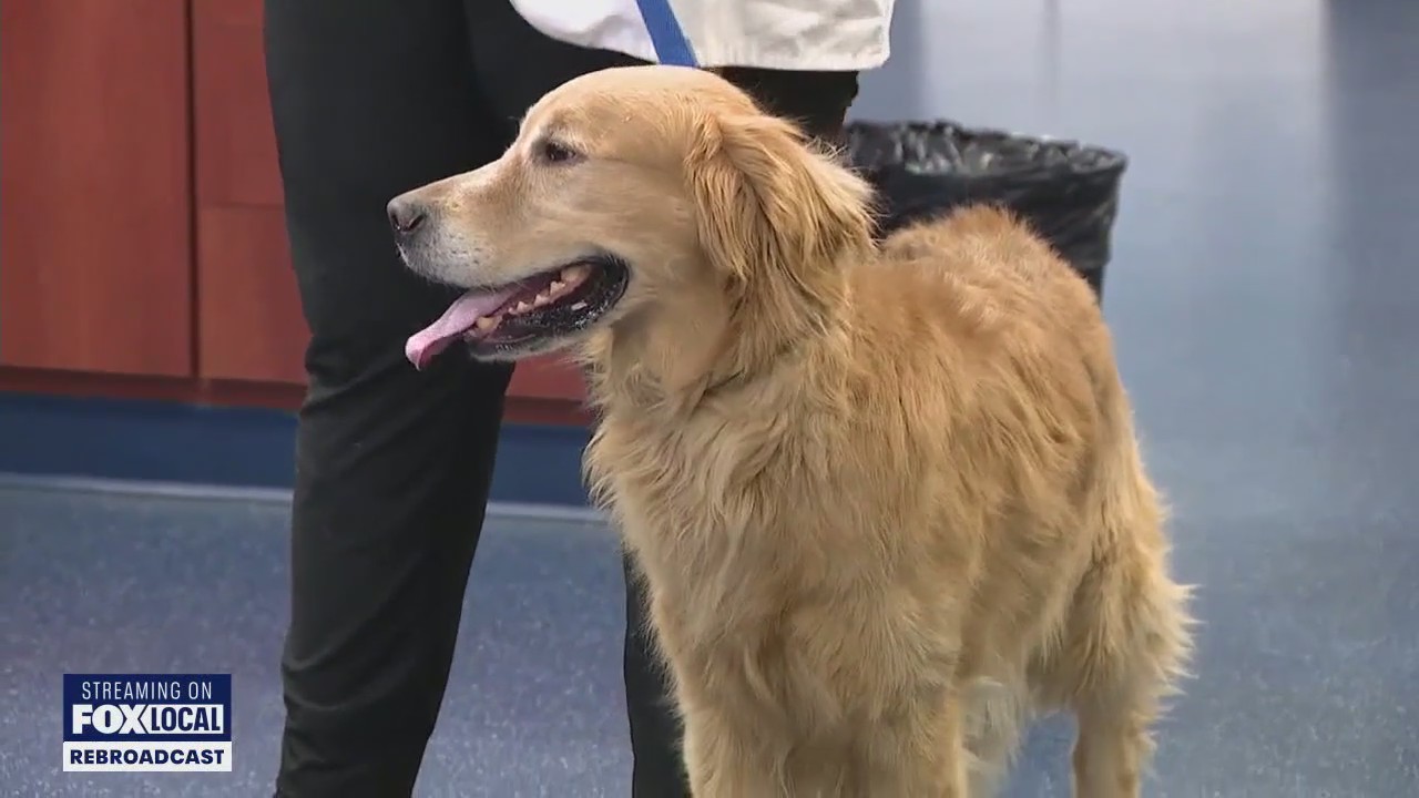 Halloween hazards: Keeping chocolate away from dogs