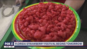 Strawberry everything awaits you in Plant City