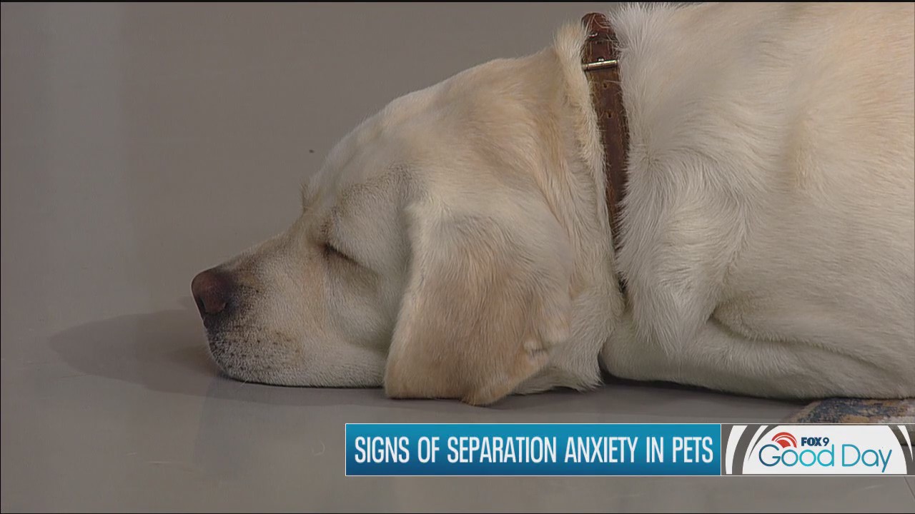 FOX 9 Good Day: Aug. 8, 2025