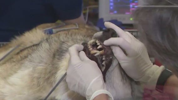 Take a look: Mexican wolves undergo annual exam