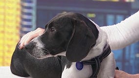 Meet Babalu: Our Pet of the Day