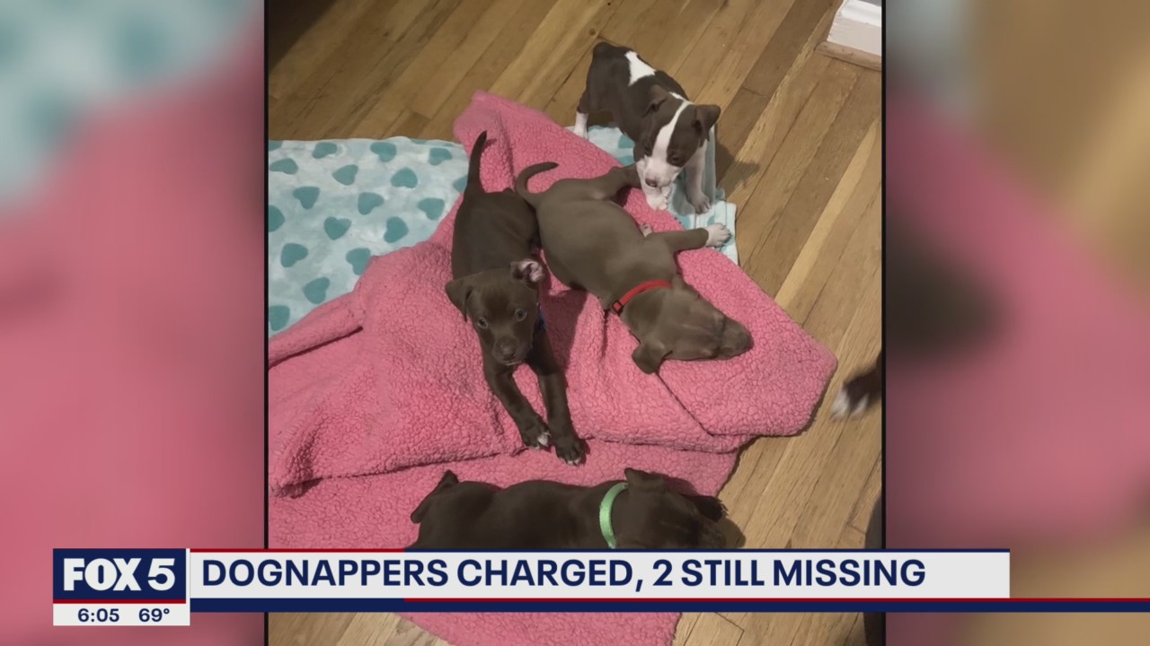 DC couple charged with animal cruelty after stealing, selling foster ...