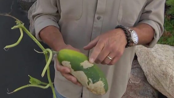 Tips for keeping rabbits out of the garden