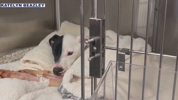 Animal rescue euthanizes badly abused dog