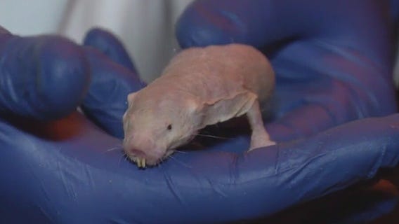 Naked mole rat tastefully bares all at Brookfield Zoo Chicago