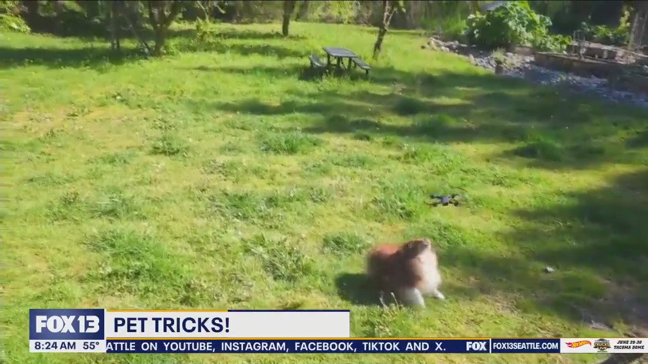 Good Day Pet Tricks for Thursday, June 27