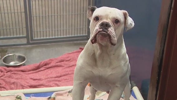 Maricopa Co. Animal Care & Control to stay open later