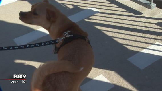 Dog Days at St. Paul Saints
