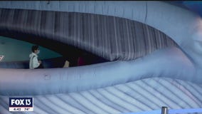 Rediscover the Clearwater Marine Aquarium