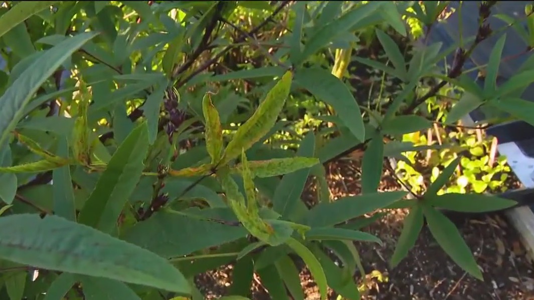 New pest bugging Florida gardens