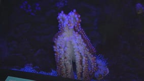 Gender reveal at the OdySea Aquarium