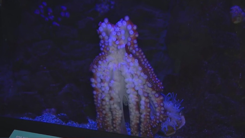 Gender reveal at the OdySea Aquarium