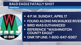 Bald eagle fatally shot; Wisconsin DNR seeks to identify shooter