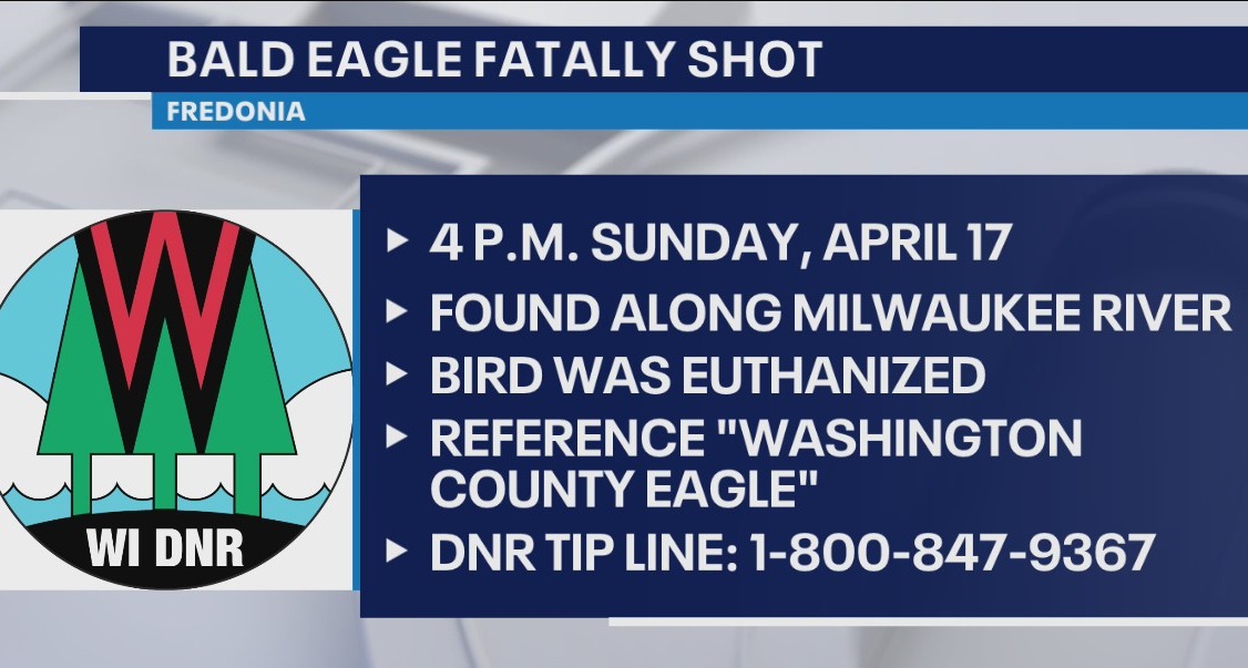 Bald eagle fatally shot; Wisconsin DNR seeks to identify shooter