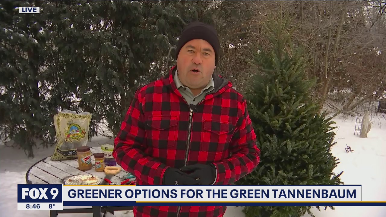 Green ways to give your Christmas tree new life