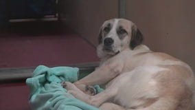 Meet Savannah: Our Pet of the Day