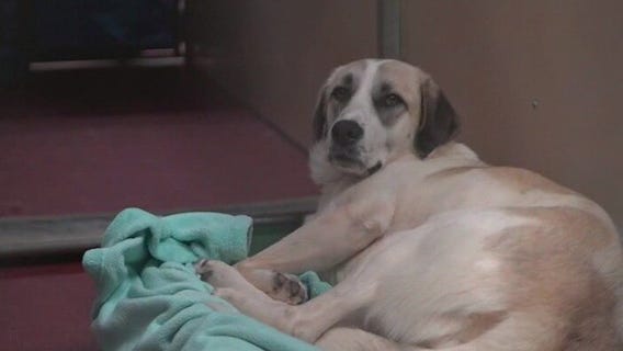 Meet Savannah: Our Pet of the Day