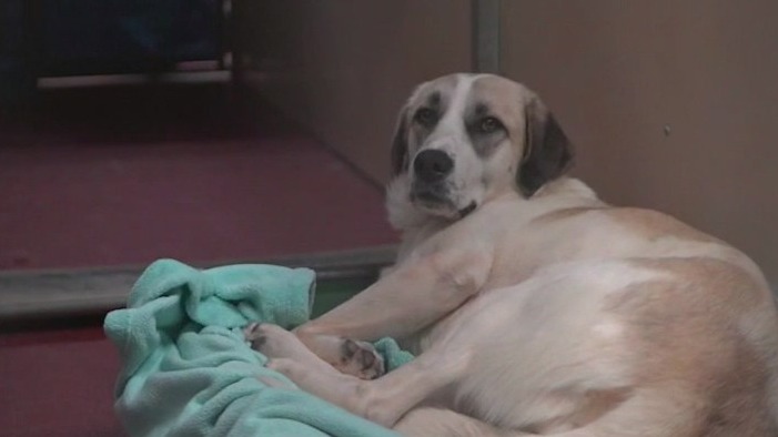 Meet Savannah: Our Pet of the Day