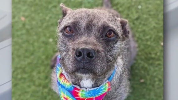 Dog up for adoption: Princess