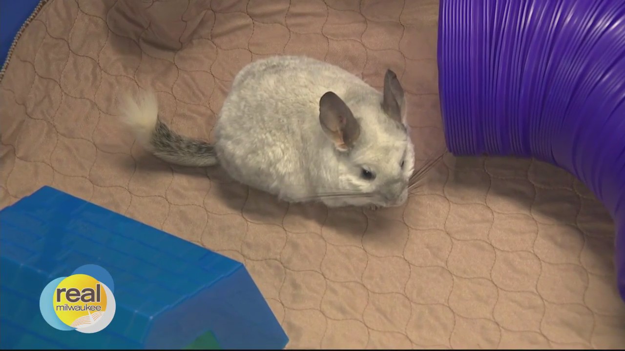 The Zoological Society of Milwaukee offers summer camps for kids of all ages