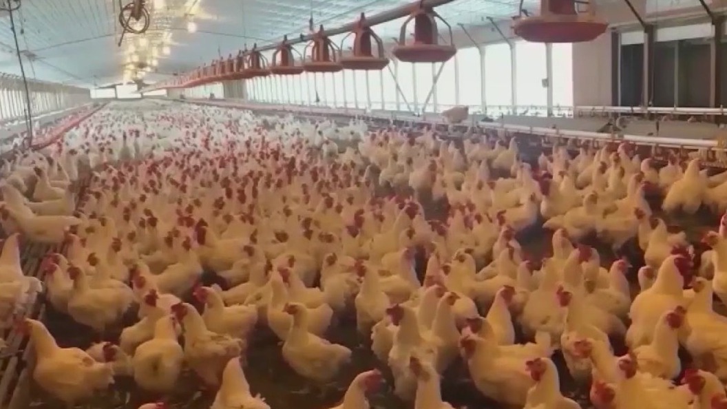 Bird flu: Georgia shuts down poultry sales