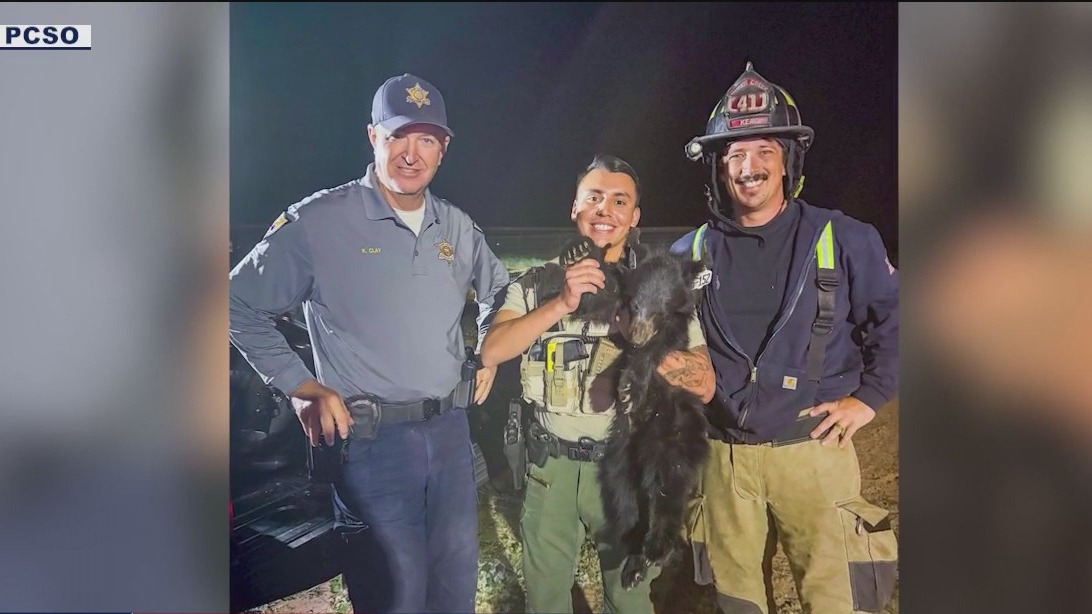 Bear cub rescued from top of palm tree in San Tan Valley