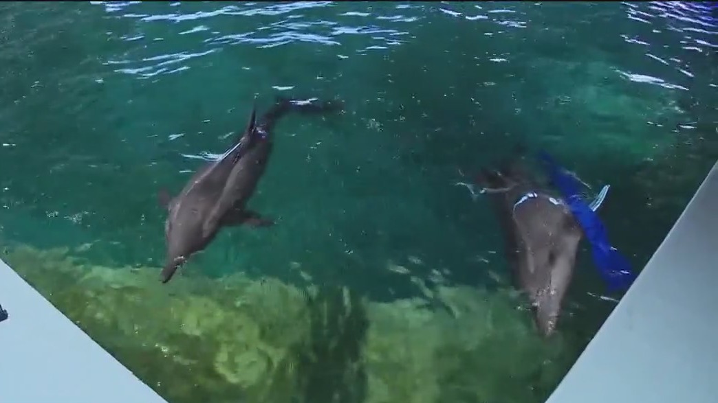 Charley?s World | Celebrating dolphins at CMA