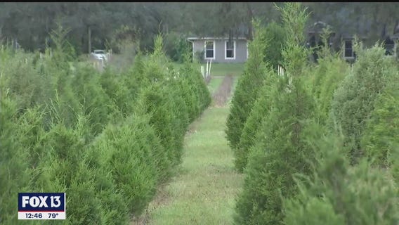 Ergle Christmas Tree Farm has busy season