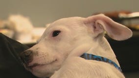 Labor Day pet safety tips with VEG ER