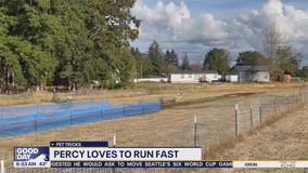 Pet tricks for Tuesday, November 18