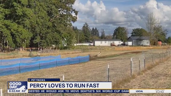 Pet tricks for Tuesday, November 18