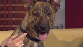 Pet of the Weekend: Robin Goodfellow at Austin Pets Alive