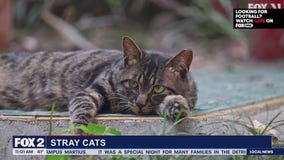 Lori's Stories: Spay & Neuter Stray Cats