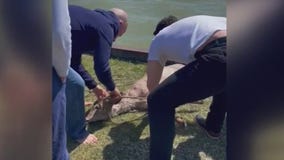 New Baltimore community saves deer who fell into the lake