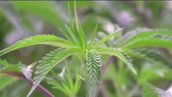 Push to get recreational marijuana on 2026 ballot