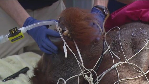 Behind the scenes at Brookfield Zoo Chicago's world-class animal care facility