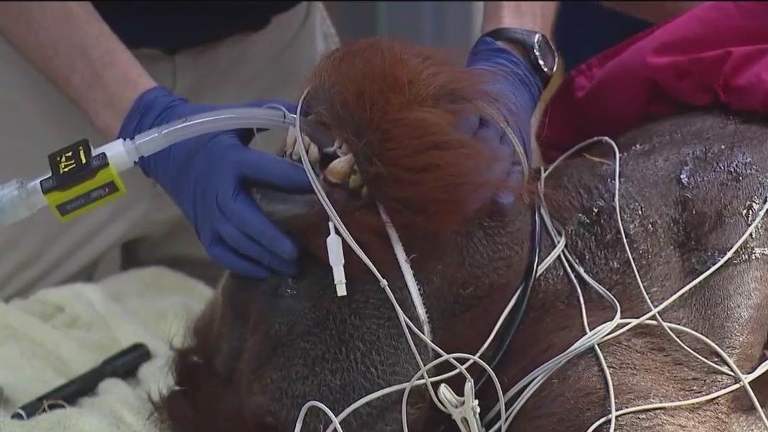 Behind the scenes at Brookfield Zoo Chicago's world-class animal care facility
