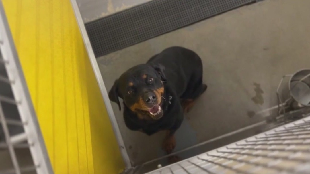 Dickinson animal shelter lowering adoption fees for the holidays