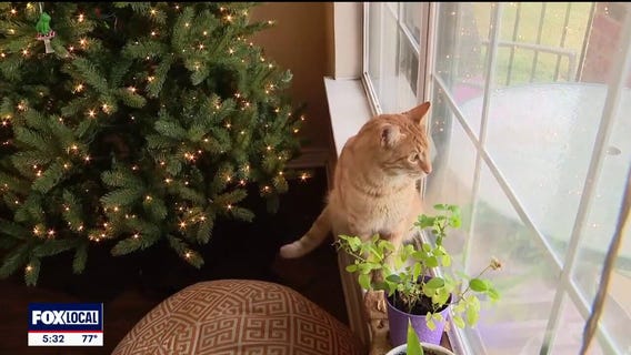 Cat rests after Christmas Eve chimney rescue