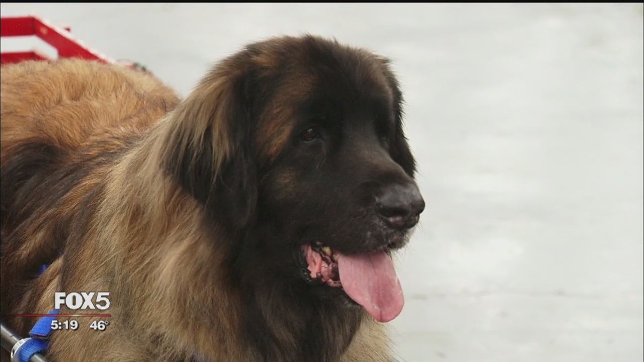 Meet the Breeds with the American Kennel club