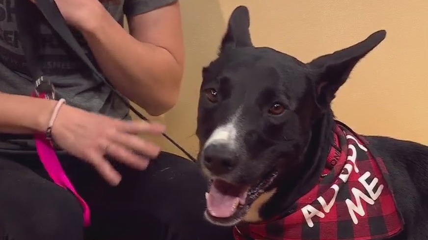 Pet of the Week: Domino from PAWS