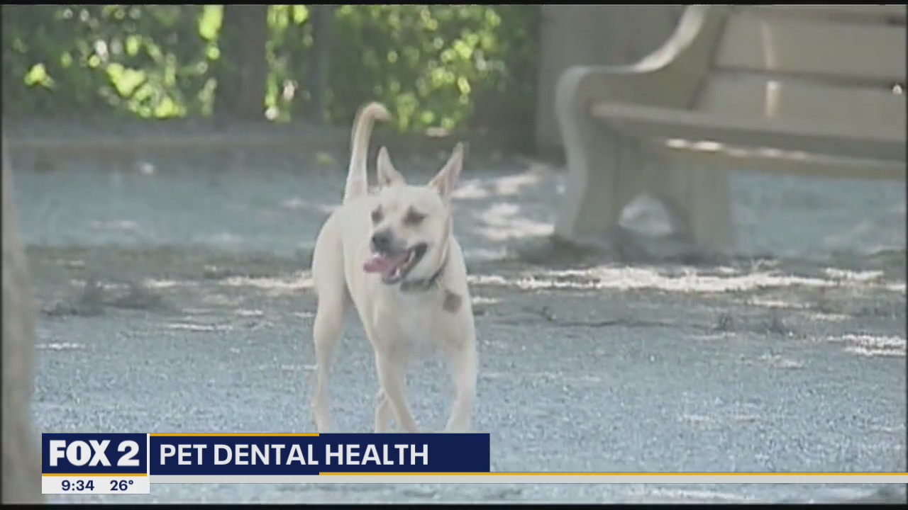 February is National Pet Dental Health Month