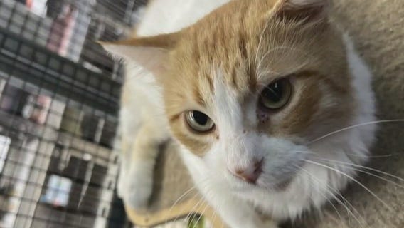 Cat of the Weekend: Atari at Austin Pets Alive