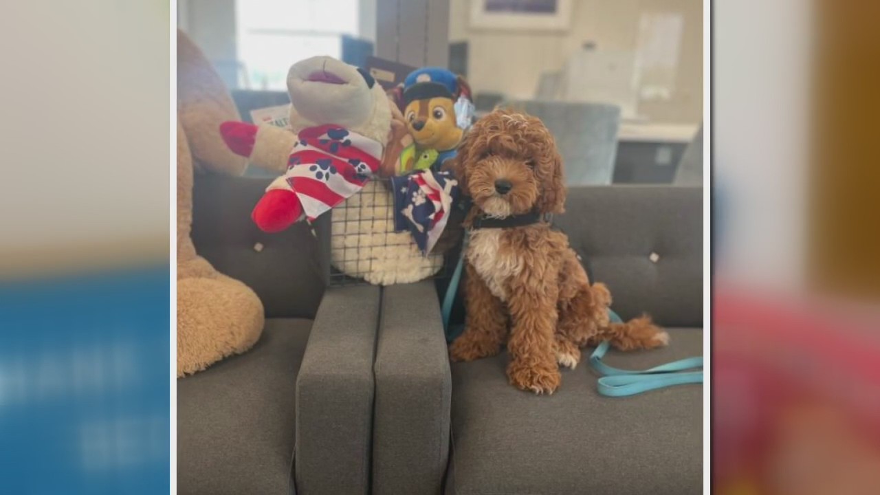 Cornerstone Community Financial Credit Union Annual Support in Fight Against Pediatric Cancer