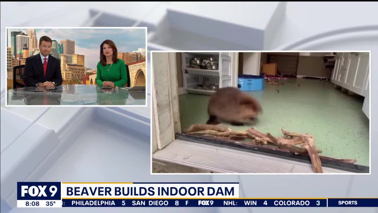 Dam good job: Beaver builds dam in doorway
